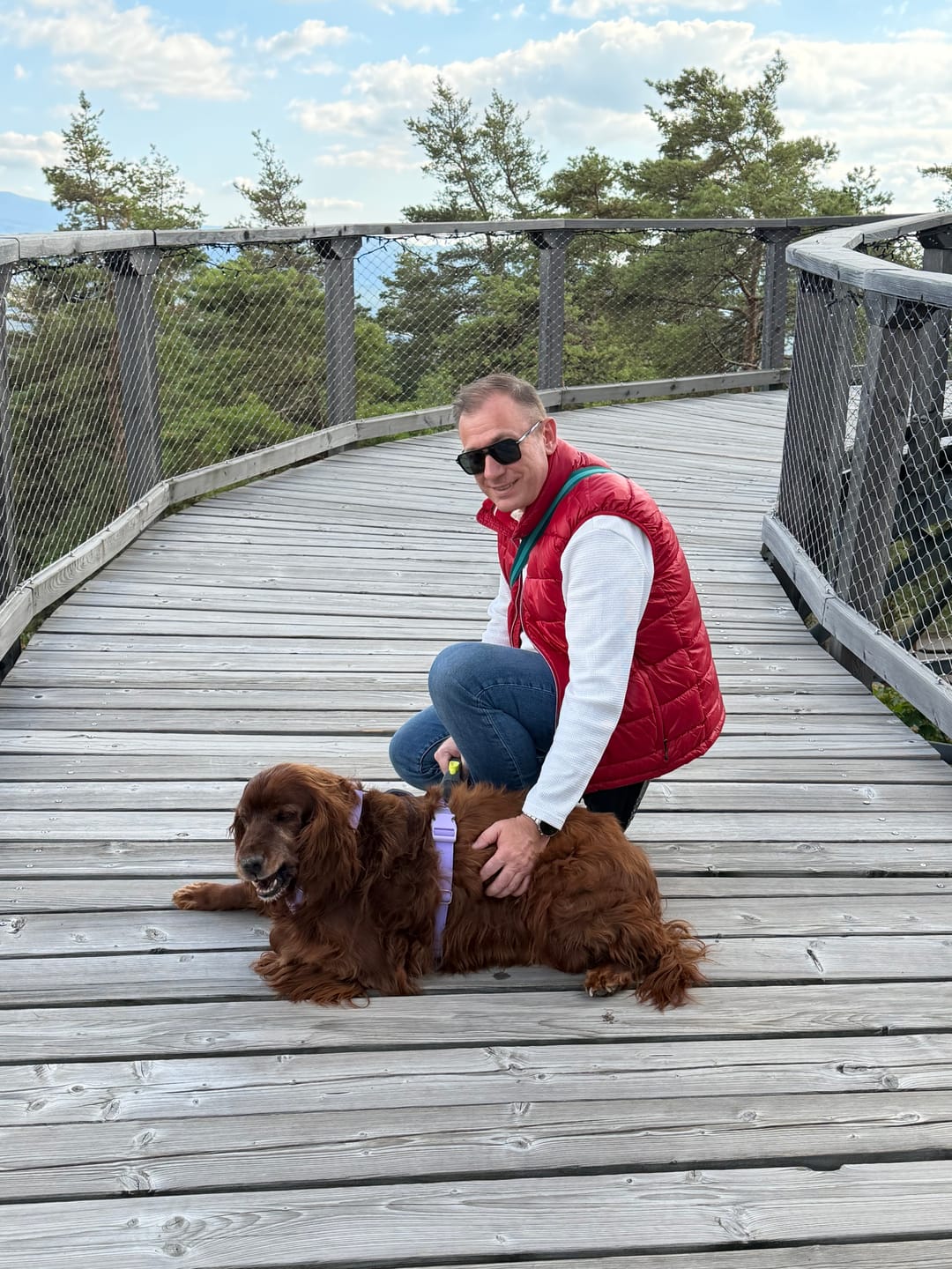 Customer photo review of Comfort Control No-Pull Dog Harness and Multipurpose Leash Set - Purple