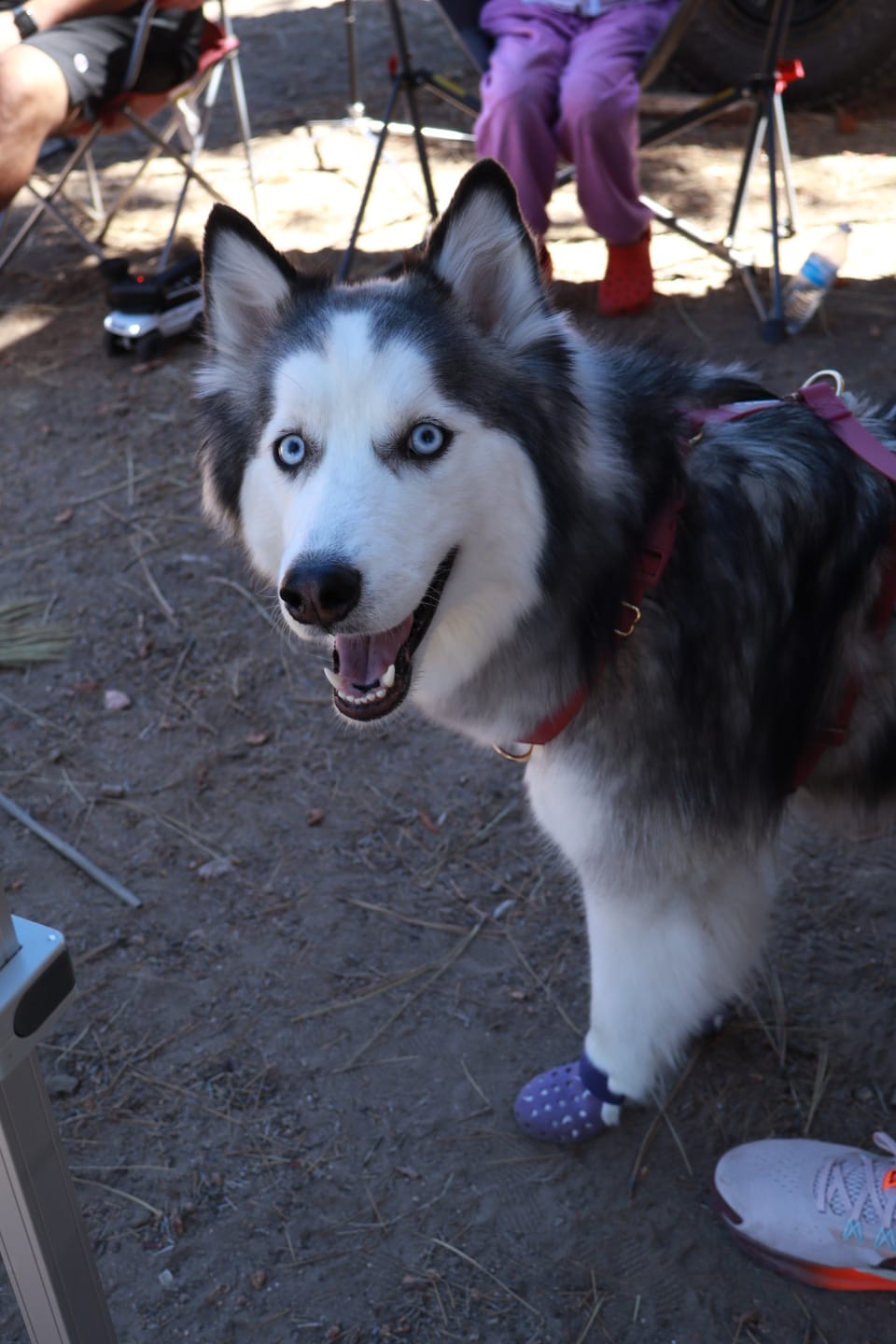 Customer photo review of WagWellies® by wagwear