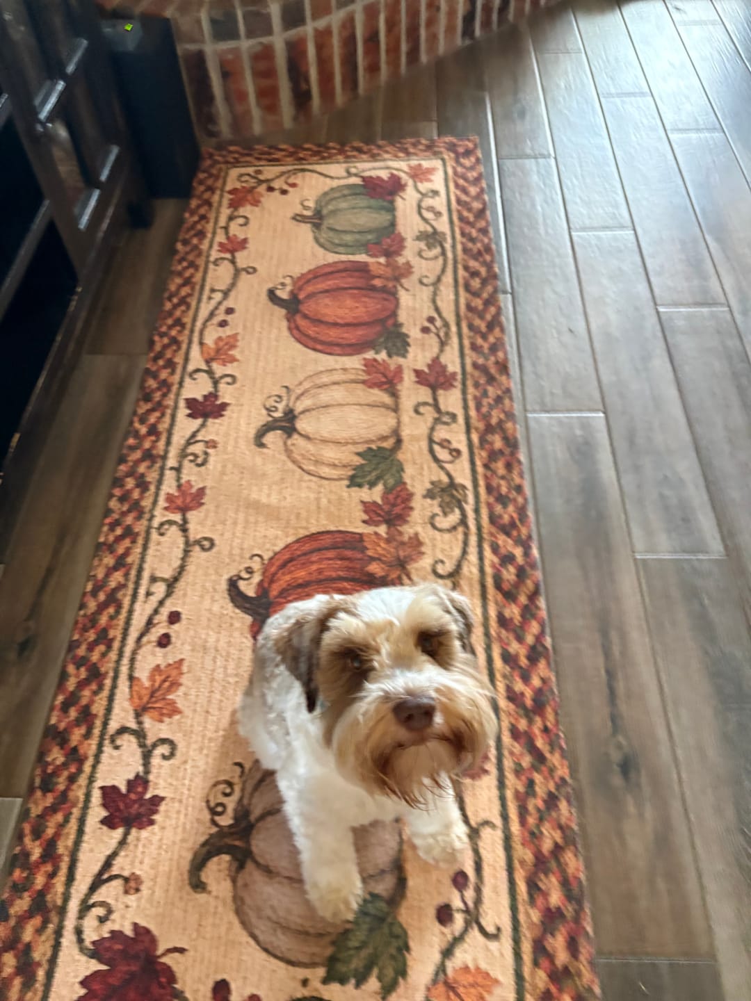 Customer photo review of Harvest Pumpkin Trio Machine Washable Rug