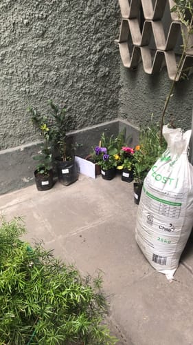 Customer photo review of Pensamiento – Color y Alegría Todo el Año en Tu Jardín o Balcón