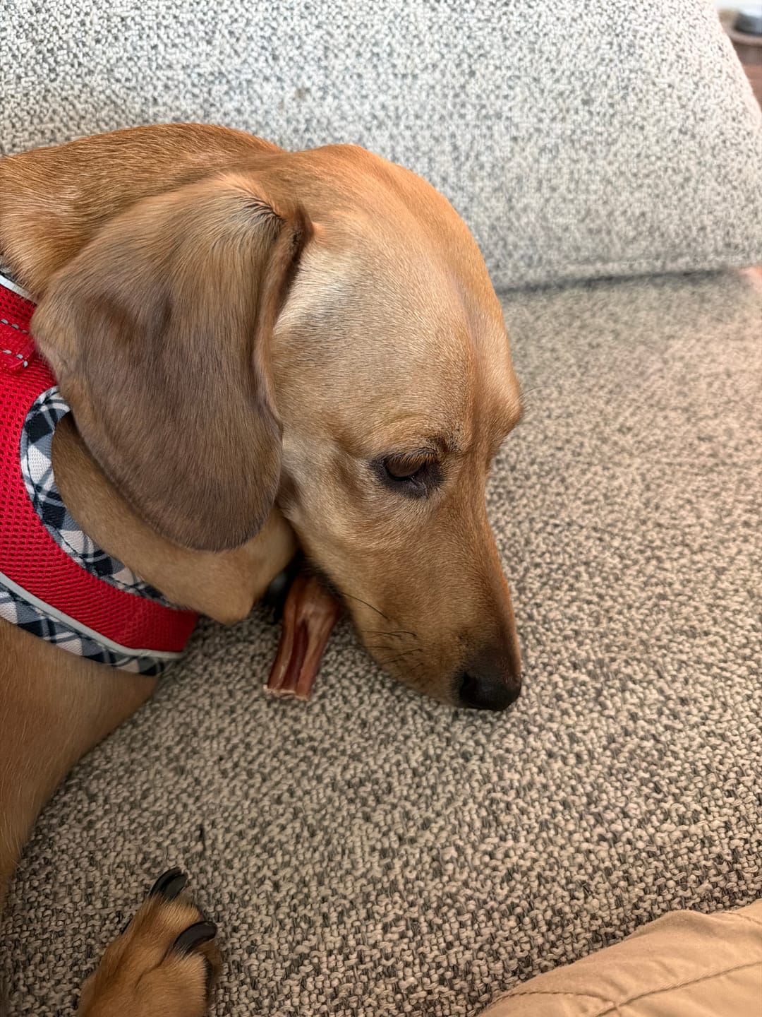 Customer photo review of 4 Inch Standard Bully Sticks