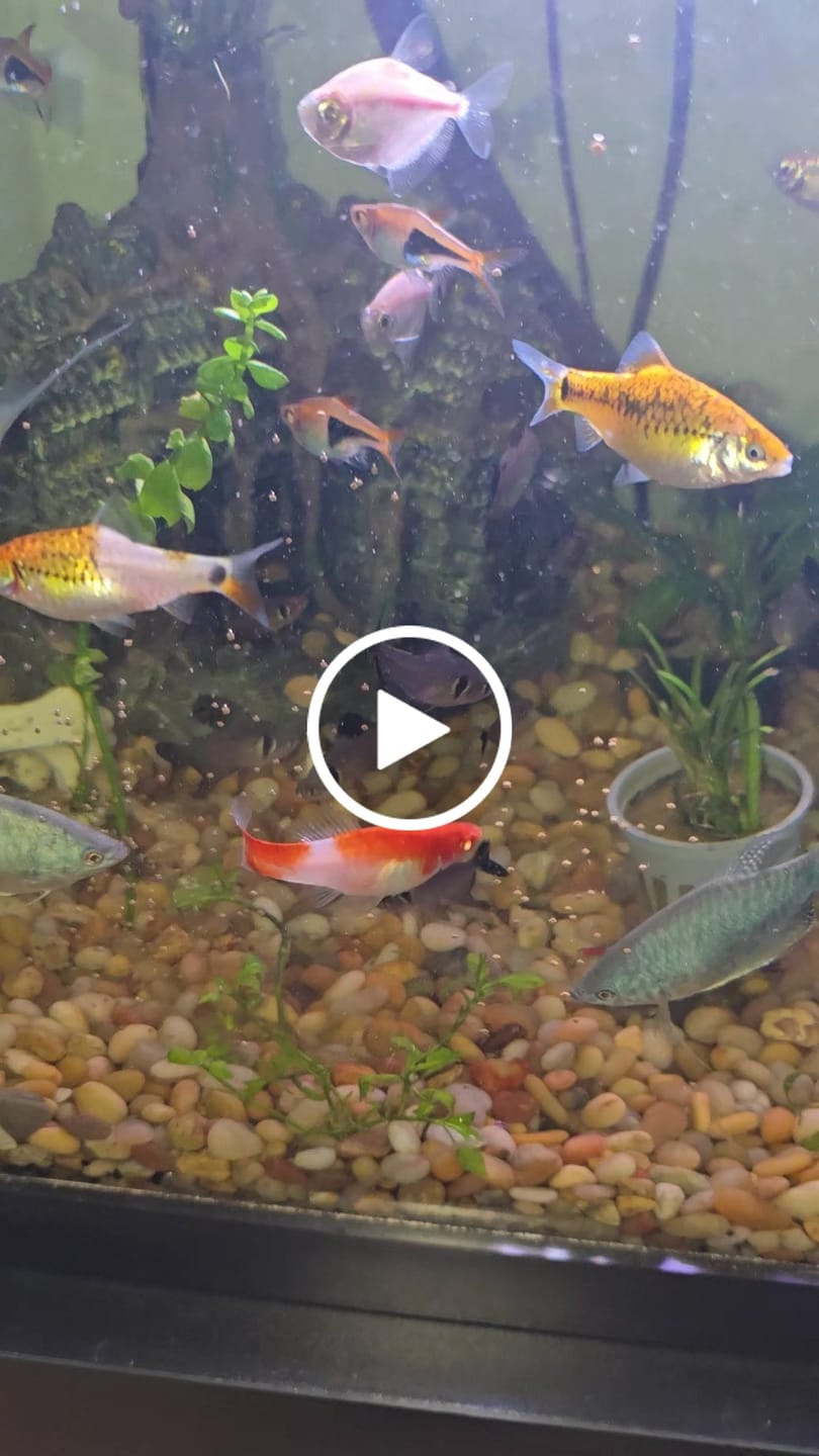 Customer video review of Northfin Krill Pro