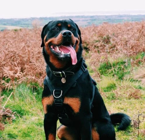 Customer photo review of Pawbooster | Spine & Disc Powder