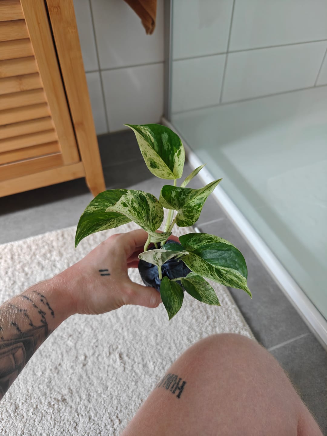 Customer photo review of EPIPREMNUM MARBLE QUEEN