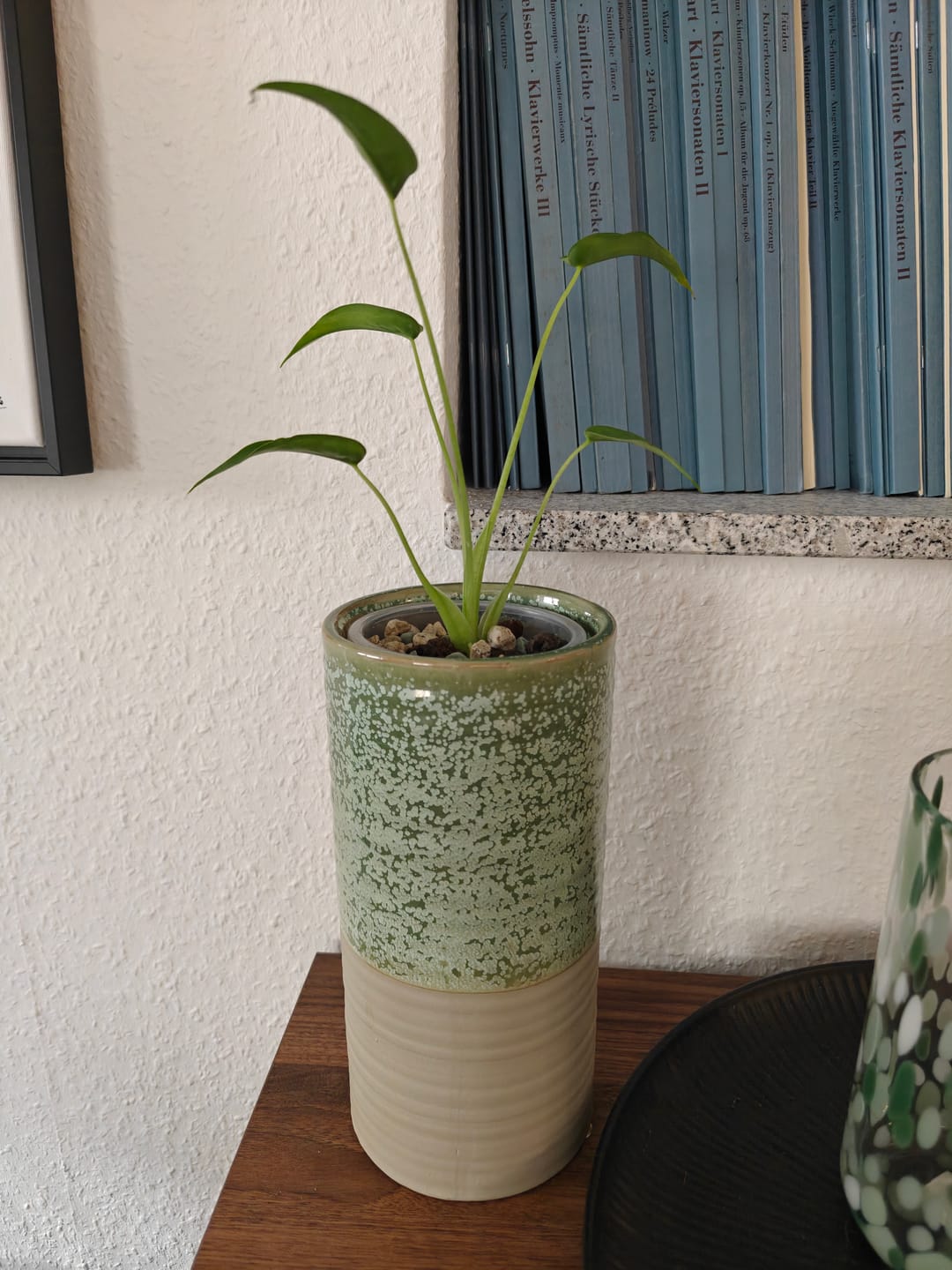 Customer photo review of ALOCASIA TINY DANCER