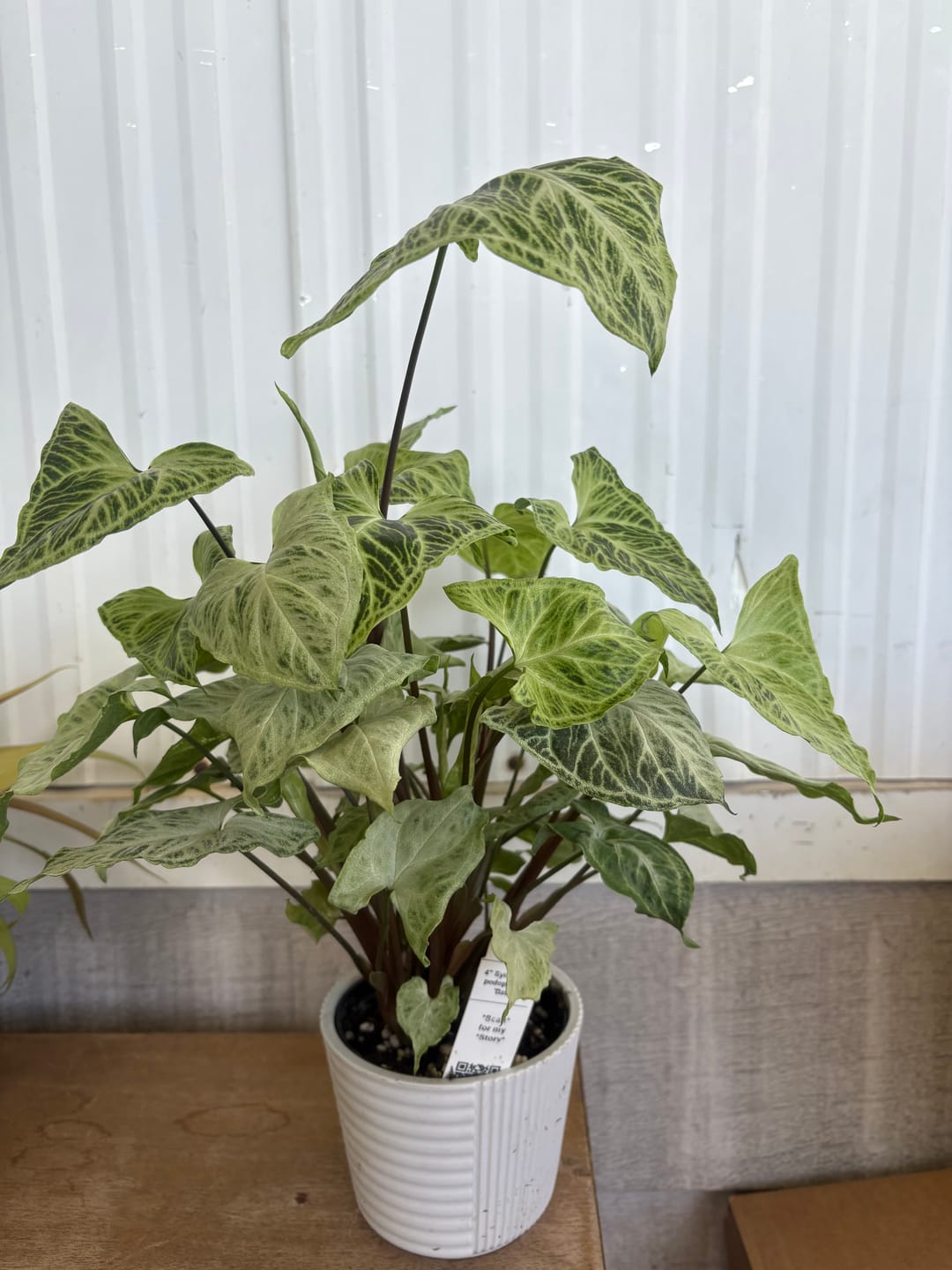 Customer photo review of Syngonium podophyllum 'Batik'