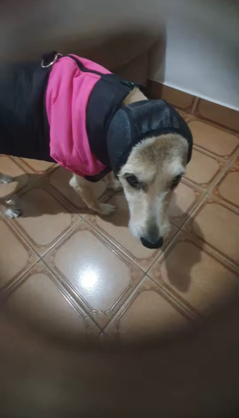 Customer photo review of Calming Dog Ear Muffs