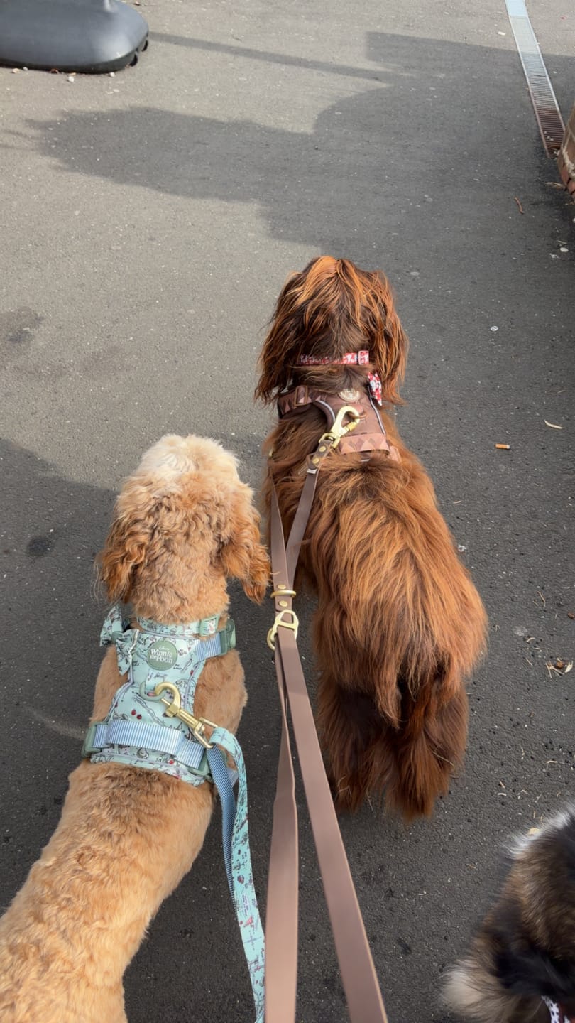 Customer photo review of Disney© Bow Tie - 100 Aker Wood