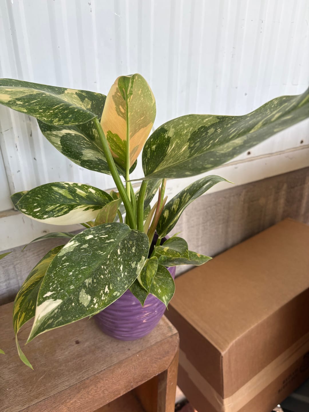 Customer photo review of Philodendron 'Congo Nuclear'