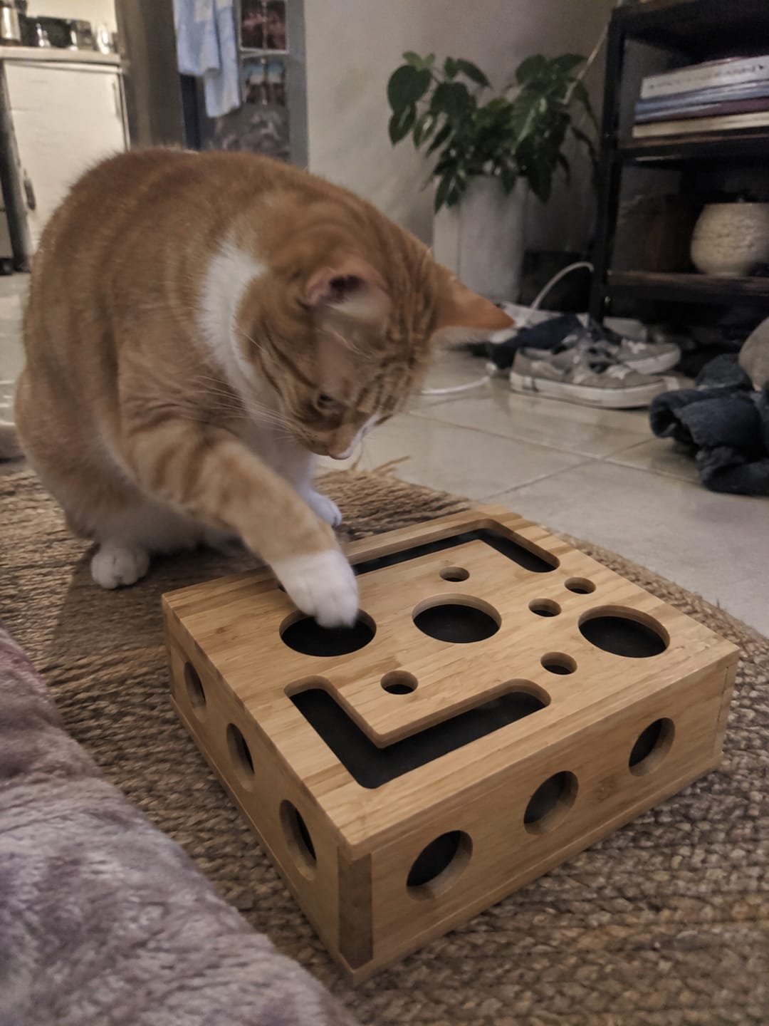Customer photo review of SoftPaw™ Claw Care Box