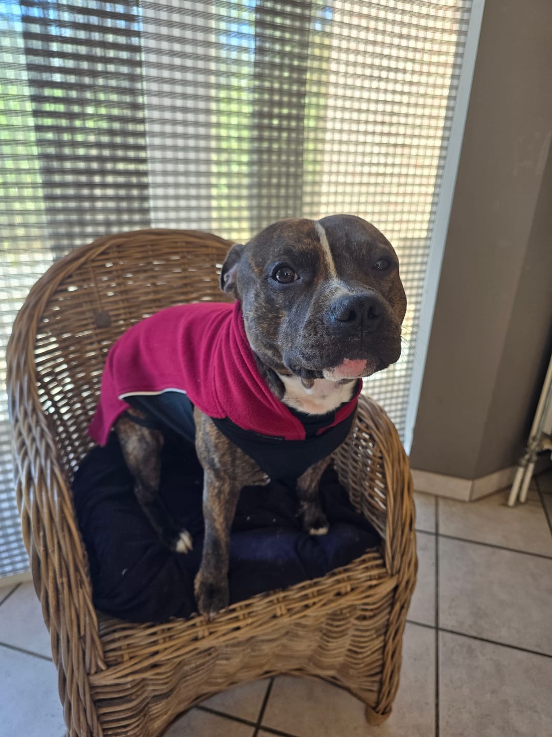 Customer photo review of Staffordshire Bull Terrier 1935® Fleece Coat - Burgundy