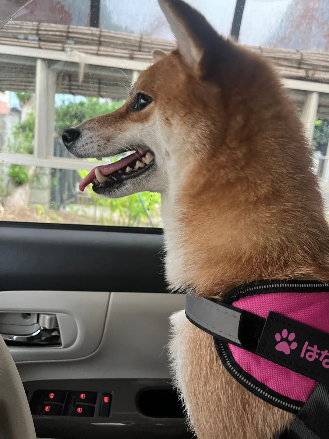 Customer photo review of 本物そっくり♪ペットフェイスバッグ