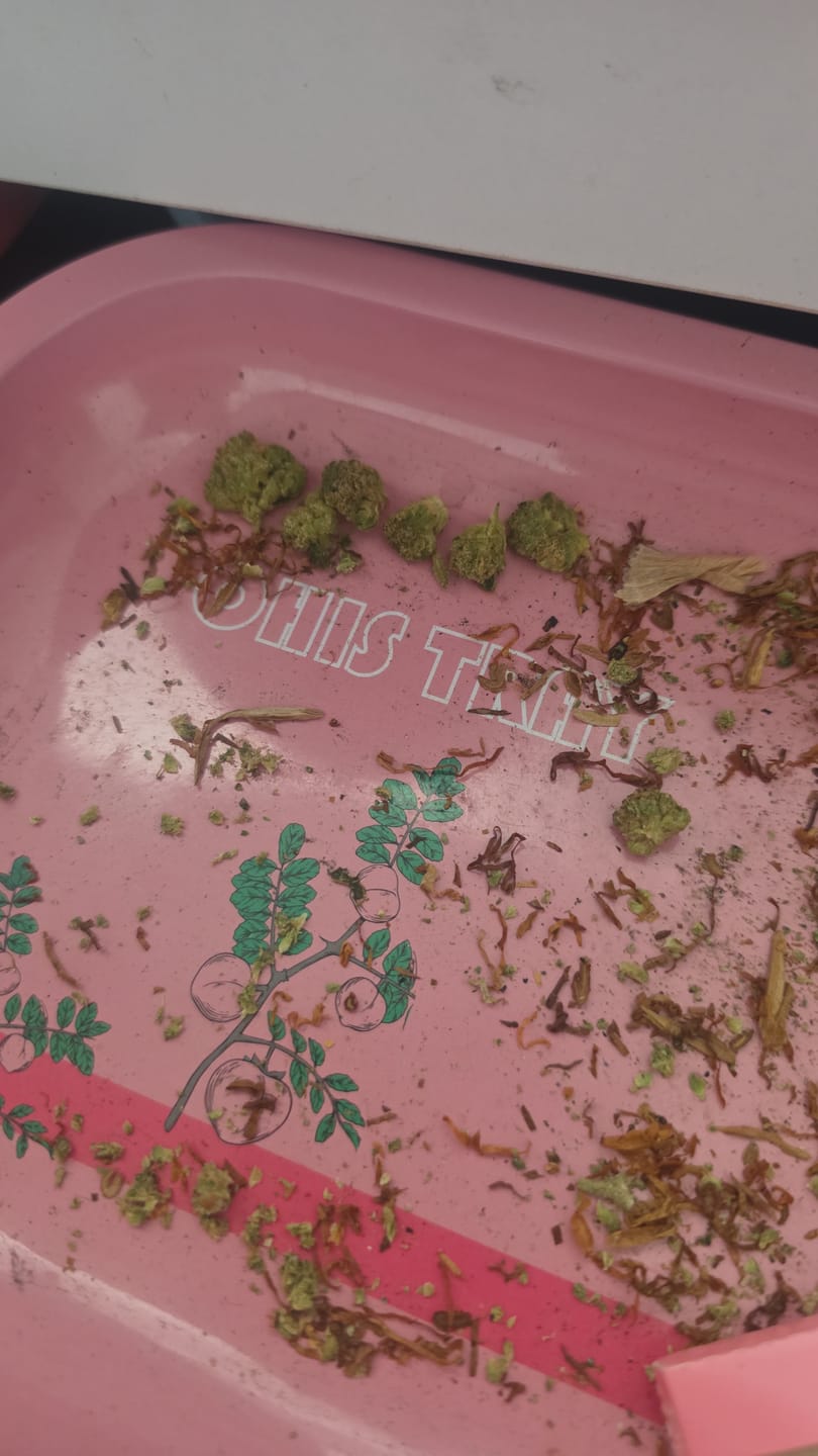 Customer photo review of Strawberry Haze - Superior Blüte 55%