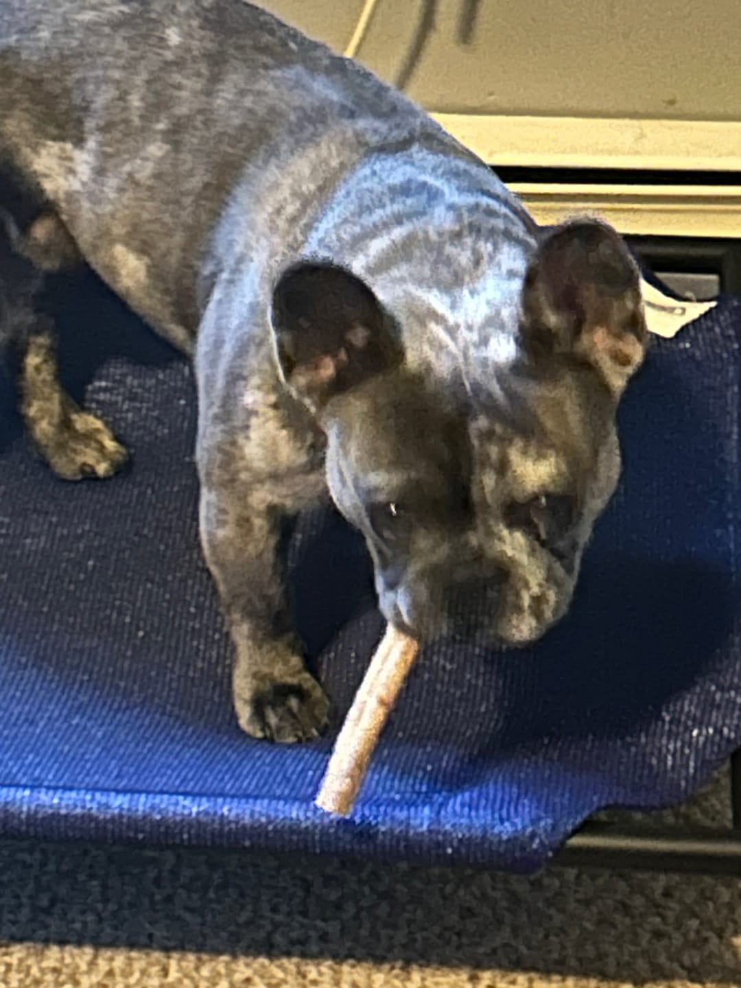 Customer photo review of 6 Inch Jumbo Bully Stick