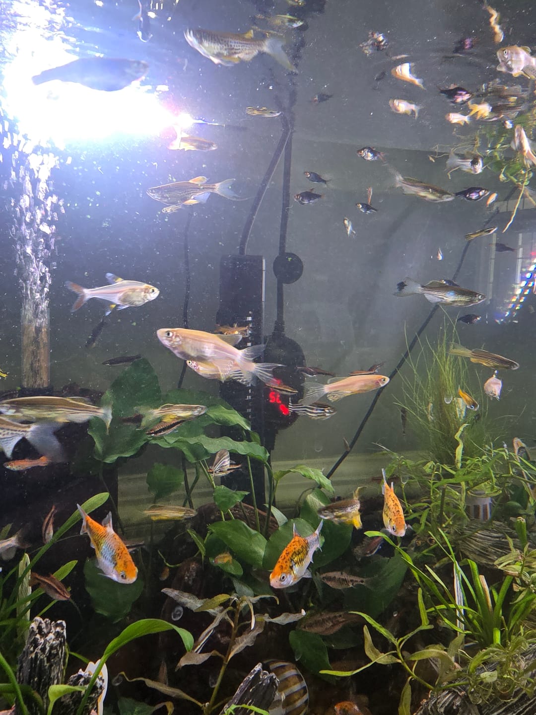 Customer photo review of Longfin Gold Zebra Danio (Danio rerio)(Unsexed)