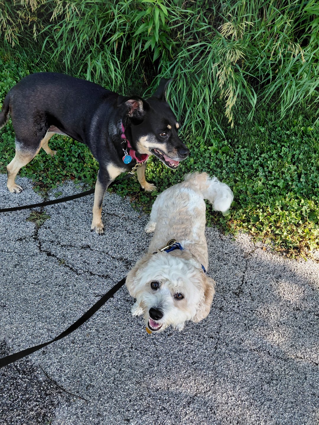 Customer photo review of 1-TDC  Oral Health + Mobility Support for Dogs