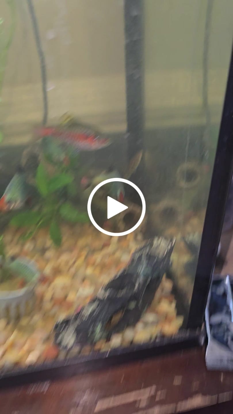 Customer video review of Yo Yo Loach (Botia almorhae)