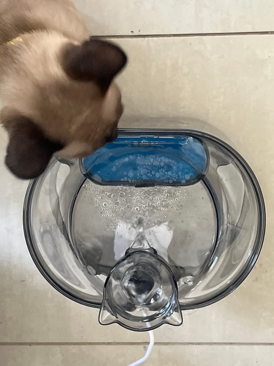 Customer photo review of 2.2L Transparent Pet Water Fountain with Dual Flow Mode