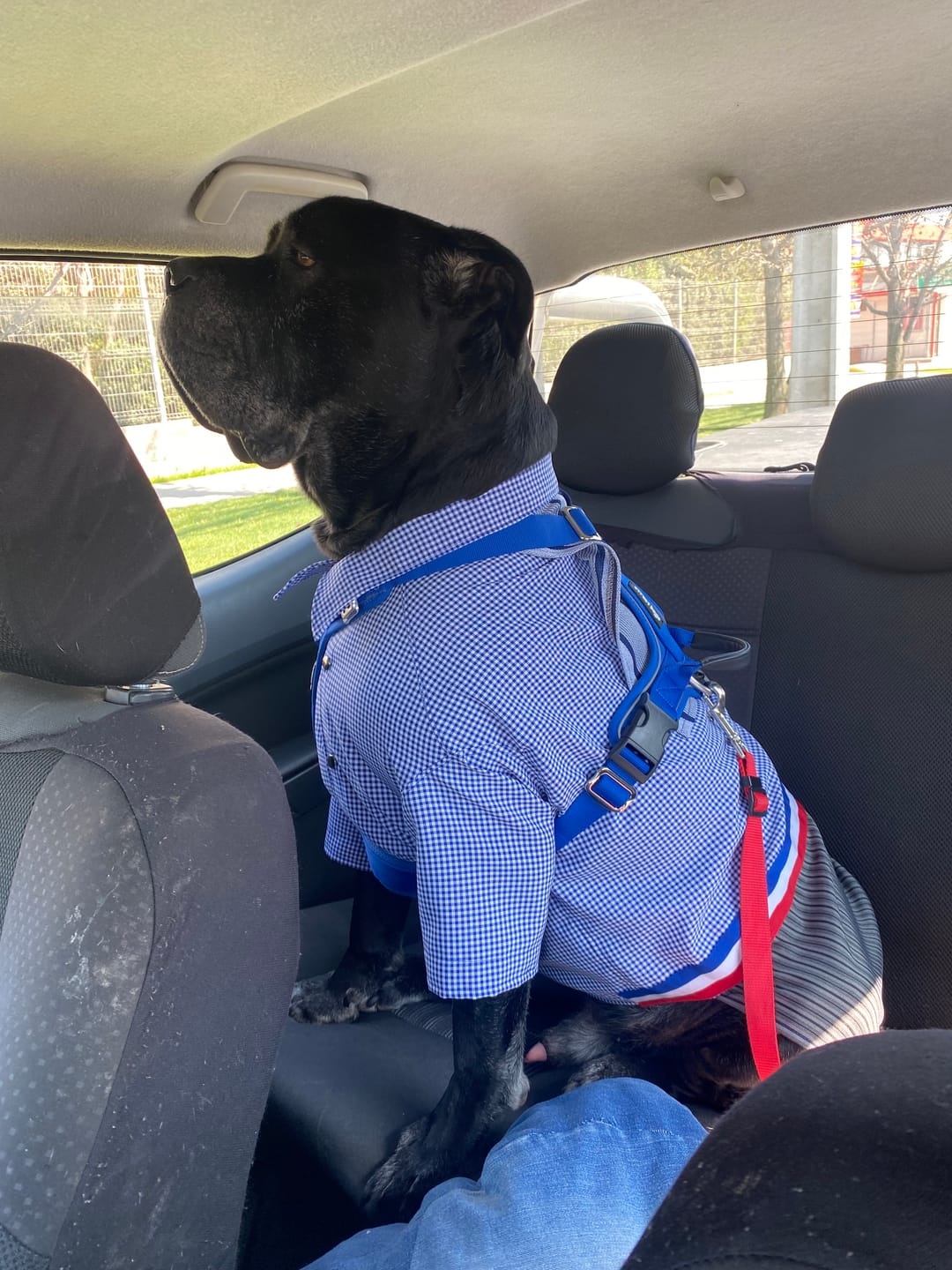 Customer photo review of Arnés Aerosport para Perros - Street Dogs - Blue