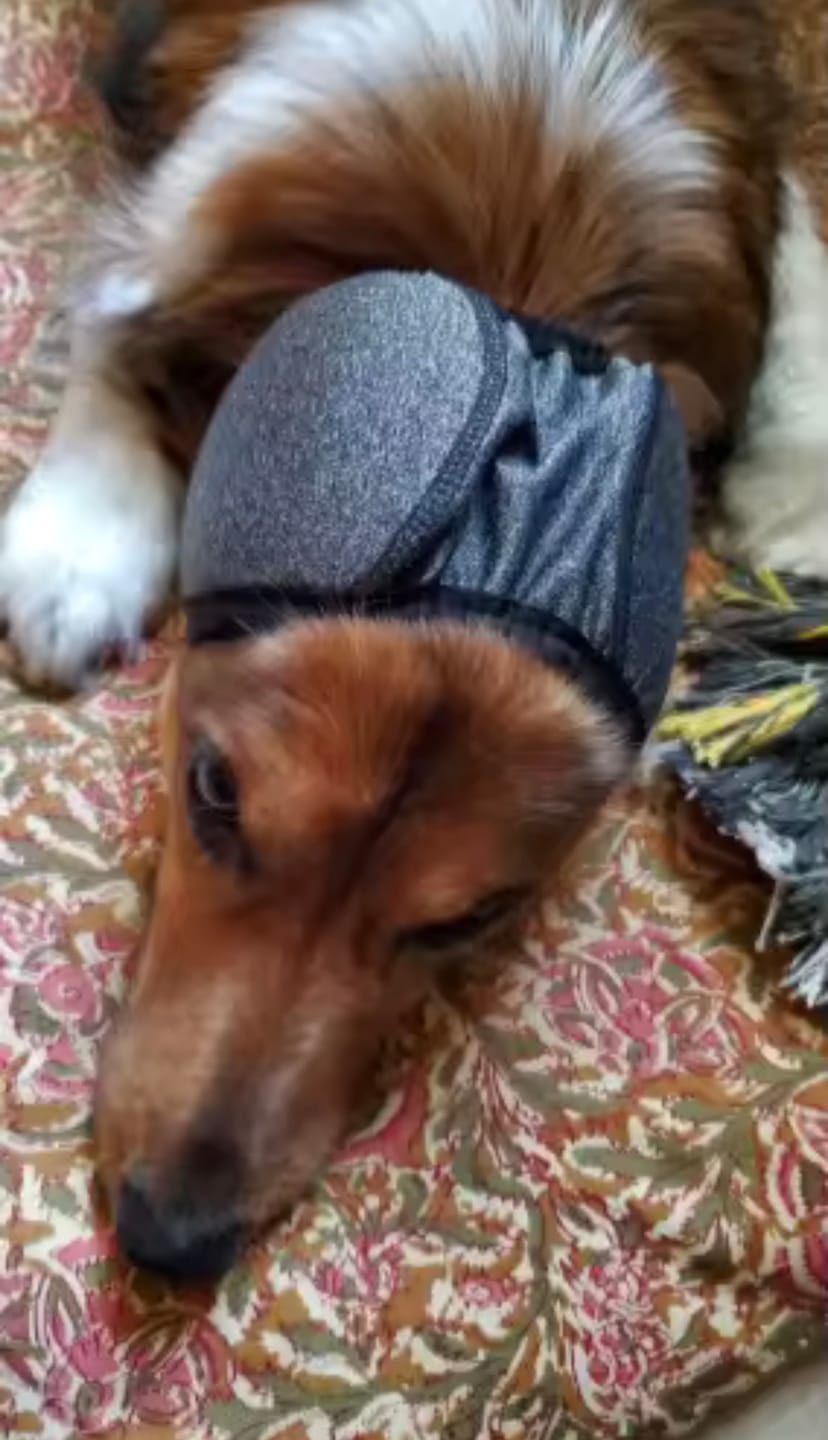 Customer photo review of Calming Dog Ear Muffs