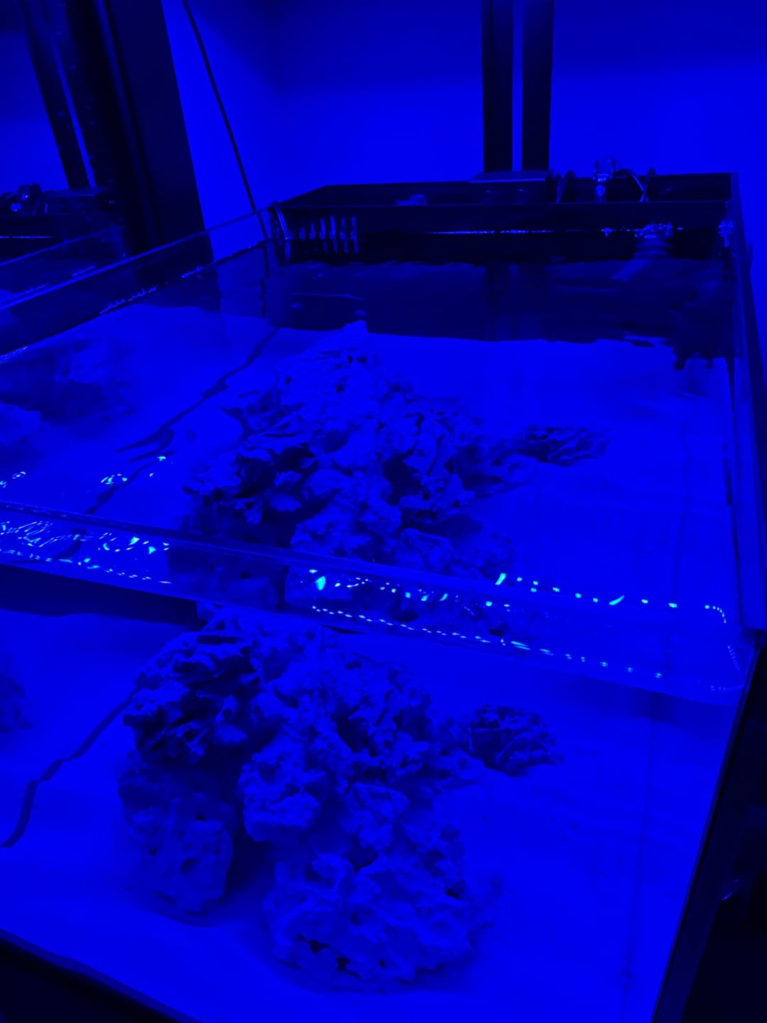 Customer photo review of Fiji Cube 20 Gallon Peninsula Rimless AIO Glass Nano Tank - PRO Series