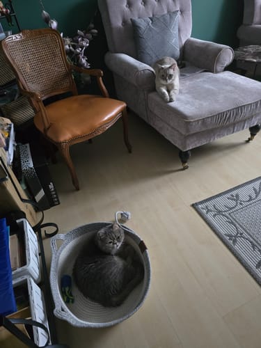 Customer's Fellnest Katzenkorb in hellgrau, in dem eine Katze zusammengerollt liegt, während eine zweite auf dem Sessel ruht.