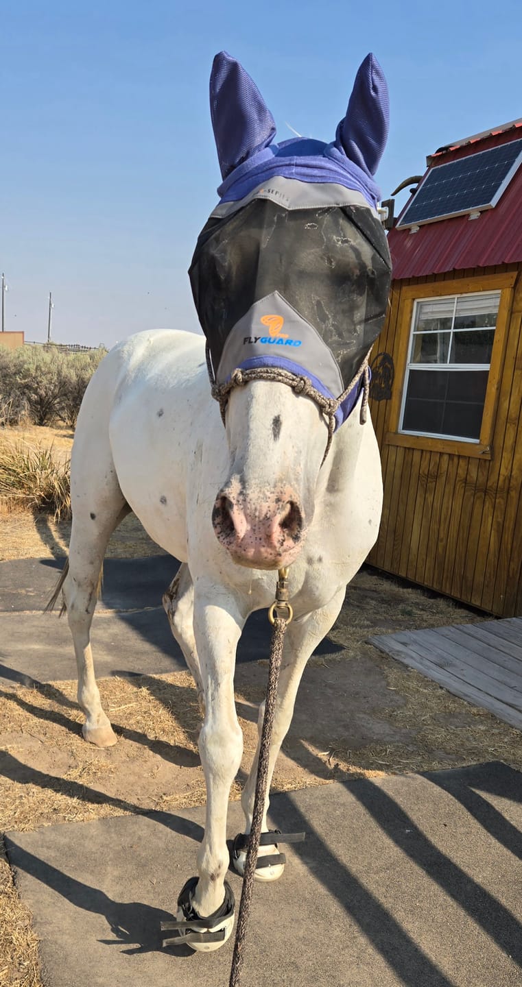 Customer photo review of Renegade® Viper Vivid™ Hoof Boot - Pearl White