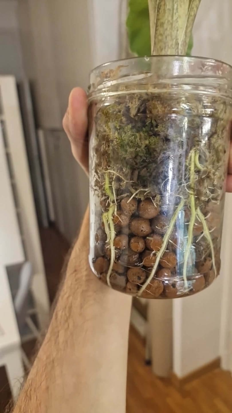 Customer photo review of Sphaxx (Indoor Grown Sphagnum)