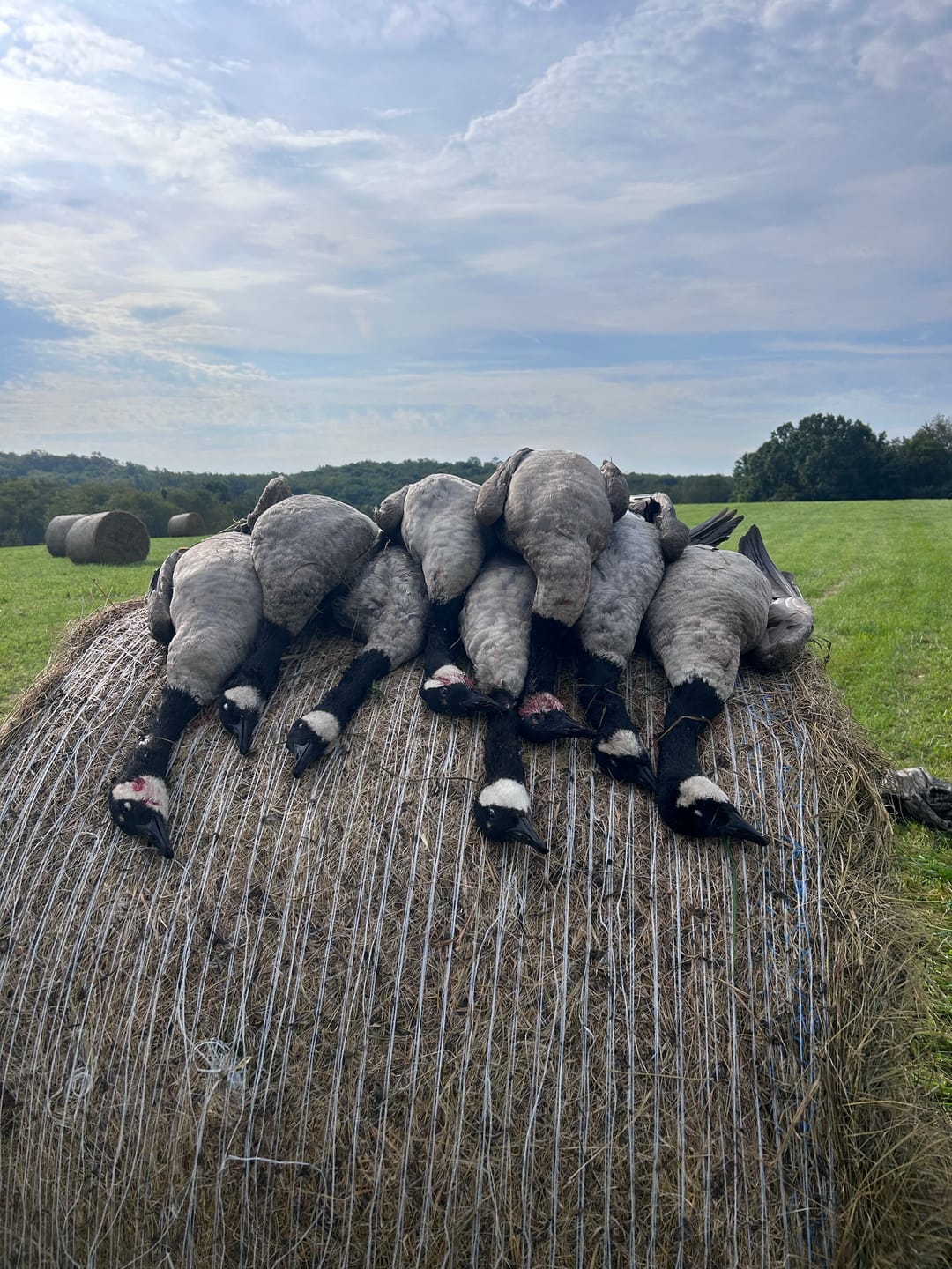 Customer photo review of SFX Goose Call