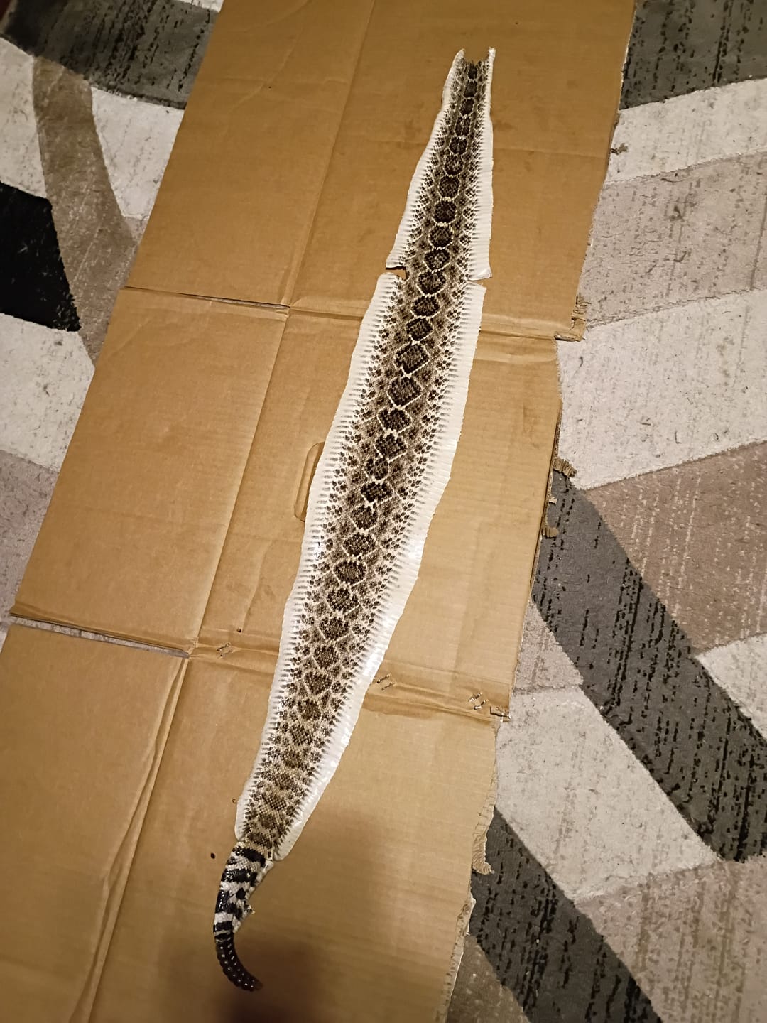 Customer photo review of Tan-a-Snake