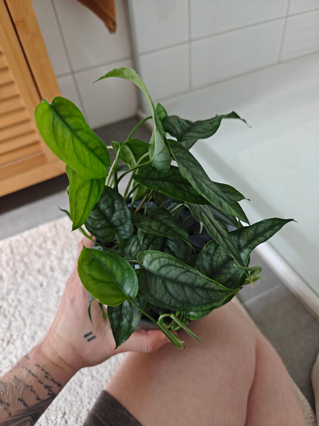 Customer photo review of MONSTERA SILTEPECANA