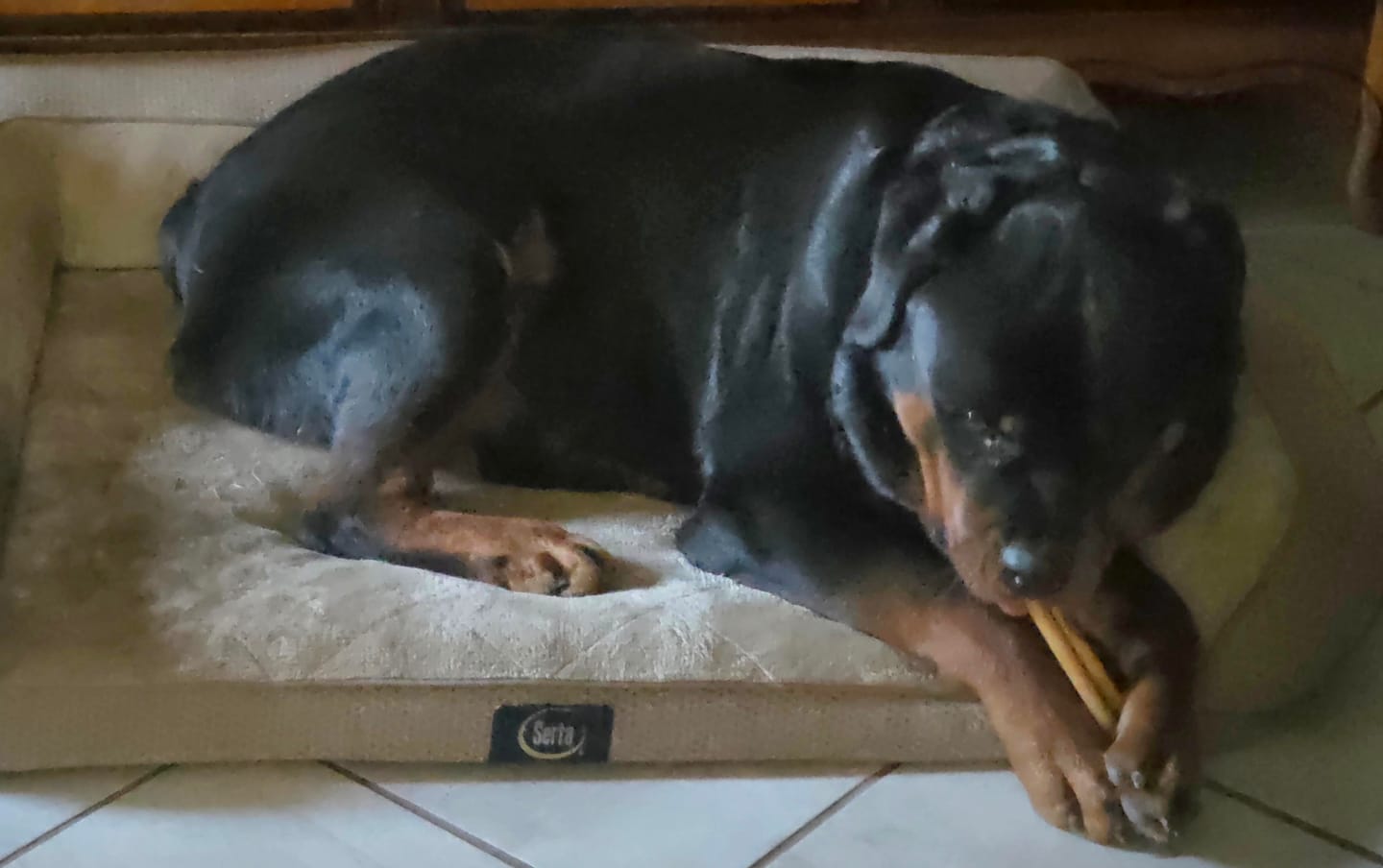 Customer photo review of Wholly Pup Gift Card