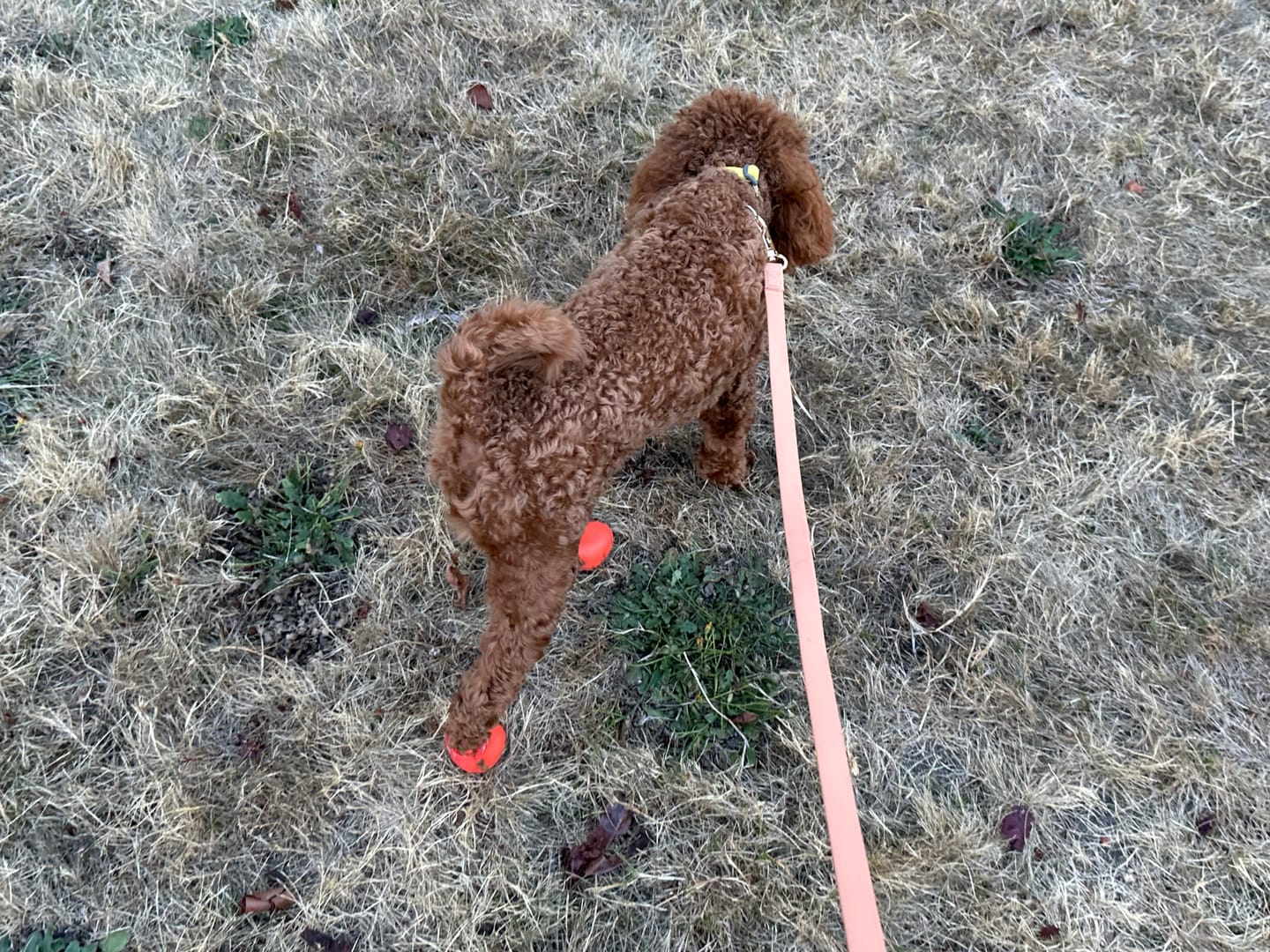 Customer photo review of WagWellies® Sport