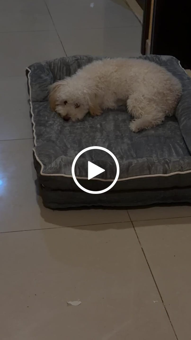 Customer video review of Cama Ortopédica para Perros