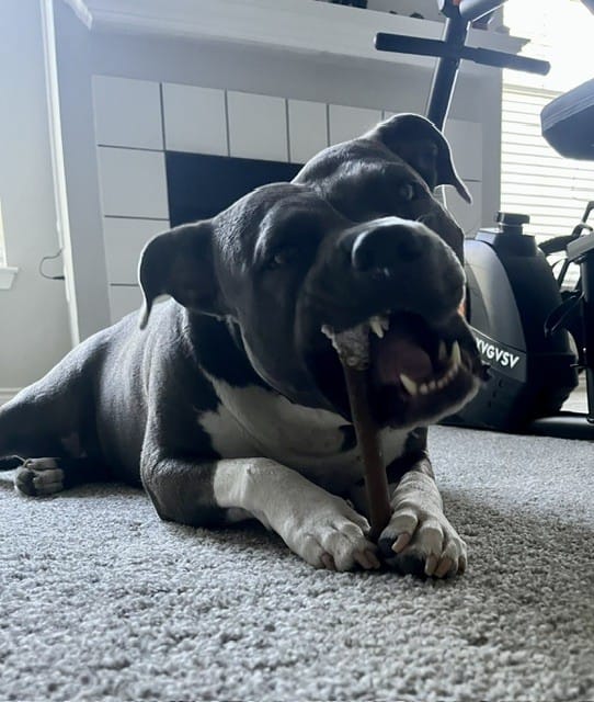 Customer photo review of 6" Monster Super Bull Promo