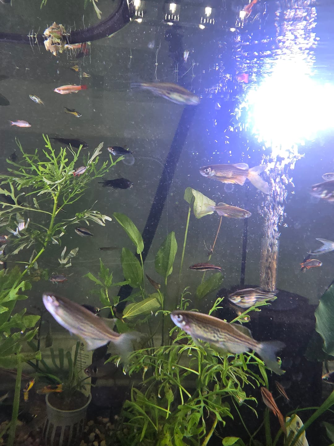 Customer photo review of Longfin Leopard Danio (Danio rerio var. frankei) (Unsexed)