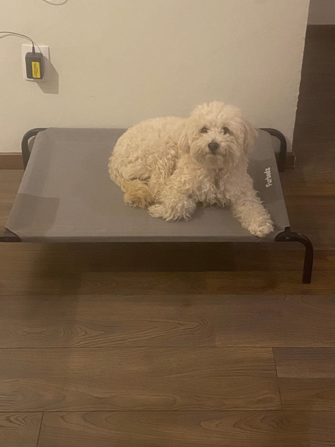 Customer photo review of Cama Elevada para Perros