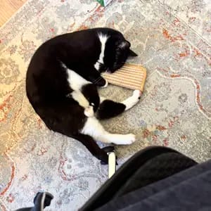 Customer photo review of Sollievo Dallo Stress Giocattolo Masticabile Catnip Organico