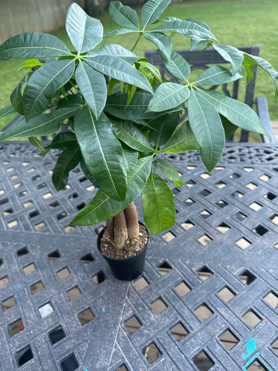 Customer photo review of Lucky Money Tree - Lucky Houseplant - Easy Care Tall Indoor Live Plant- Gift Indoor Plant - Pet Friendly Air Purifier Plant