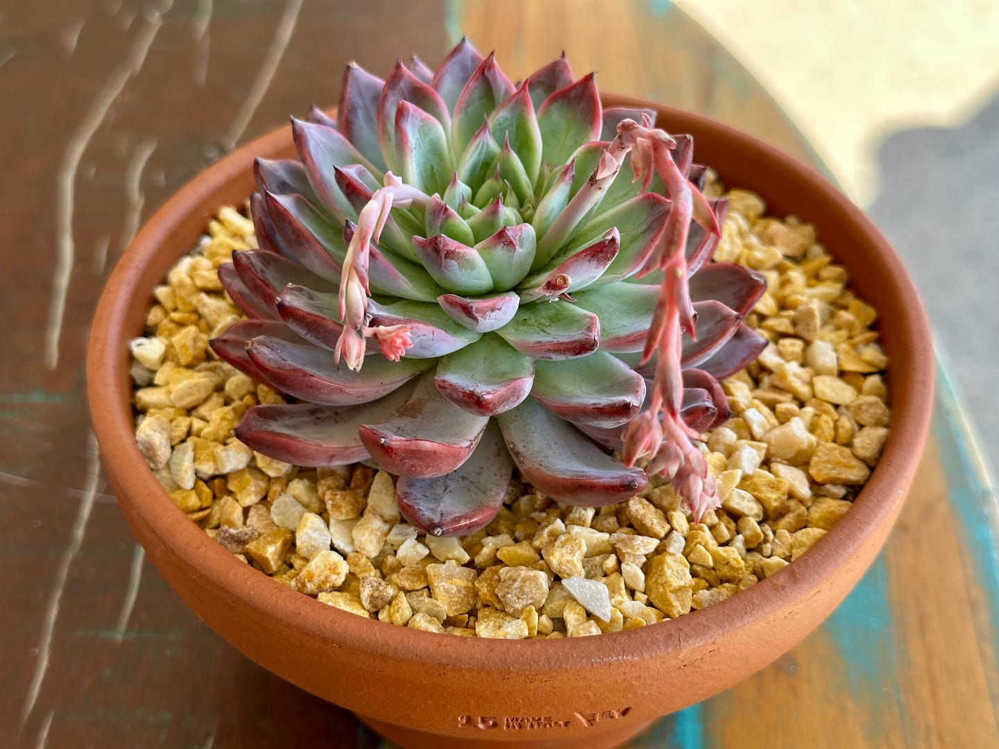 Customer photo review of Echeveria Rosita - Korean Form (Lg)