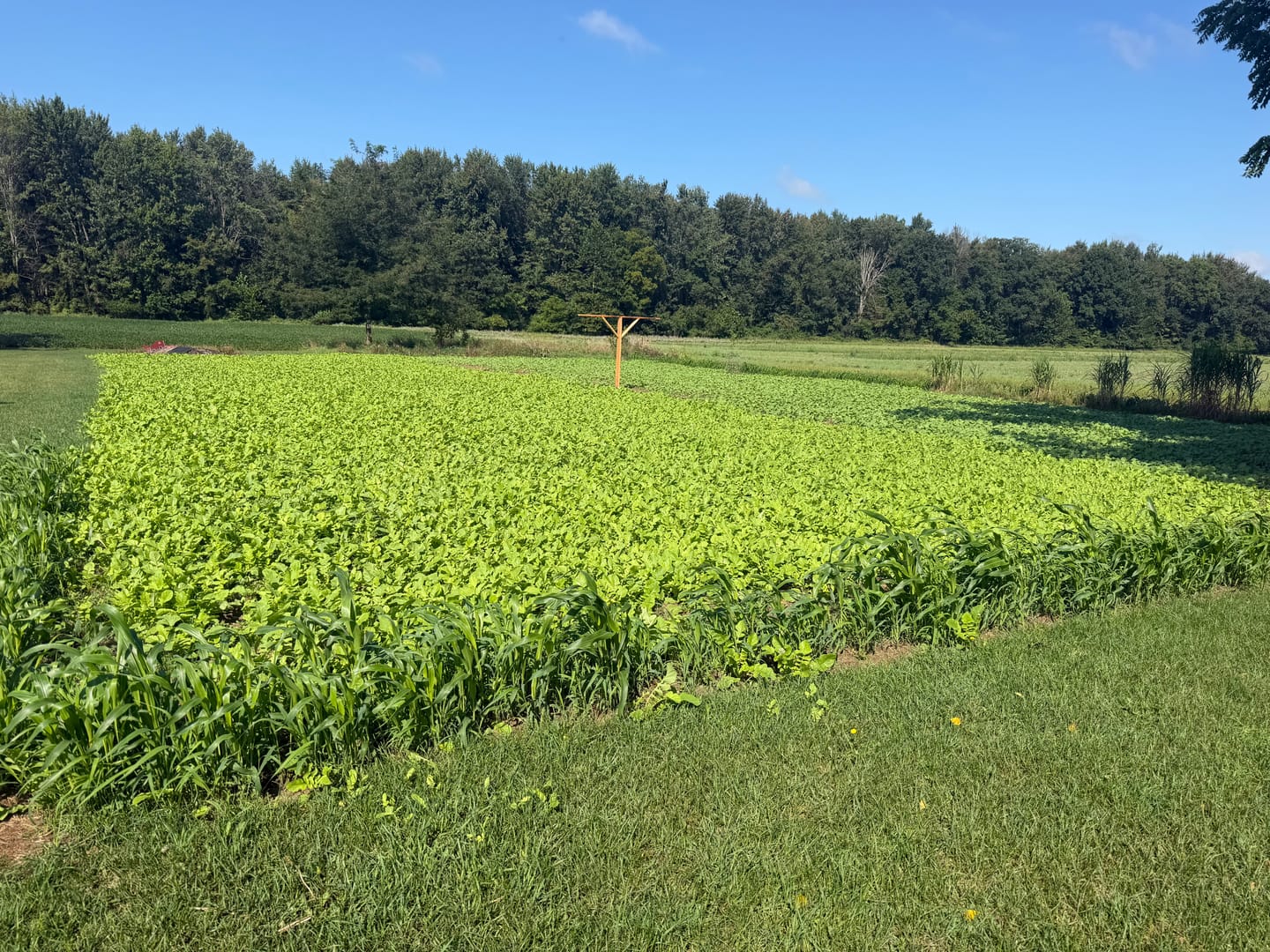 Customer photo review of No Till No Problem