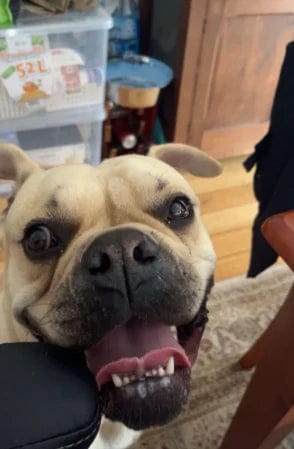 Customer photo review of Pawbooster | Spine & Disc Powder