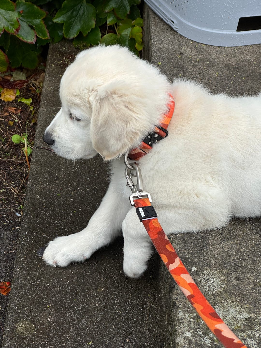 Customer photo review of Camo City Collar