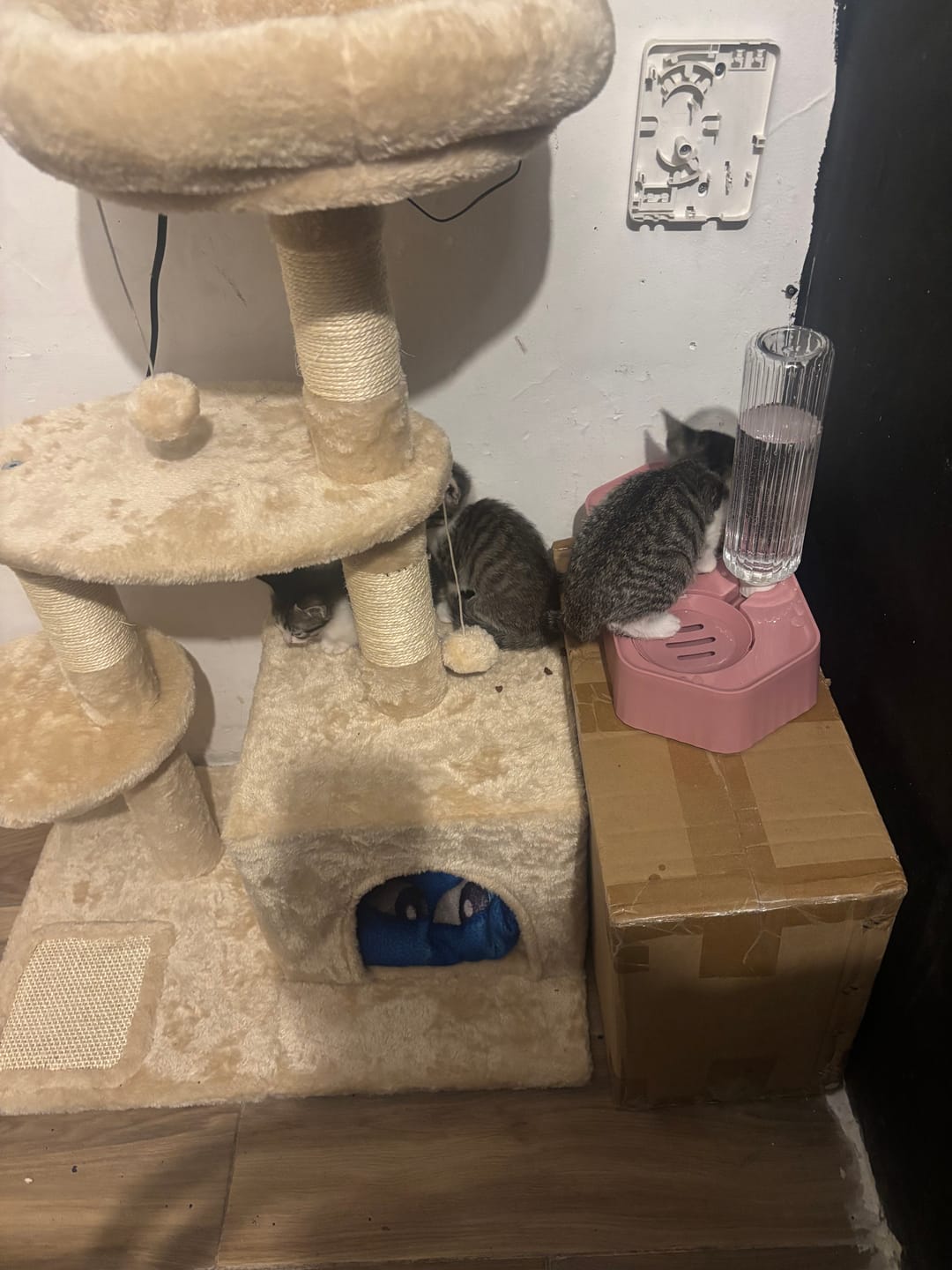 Customer photo review of CT5155 1 Pieza De Rascador Para Gato