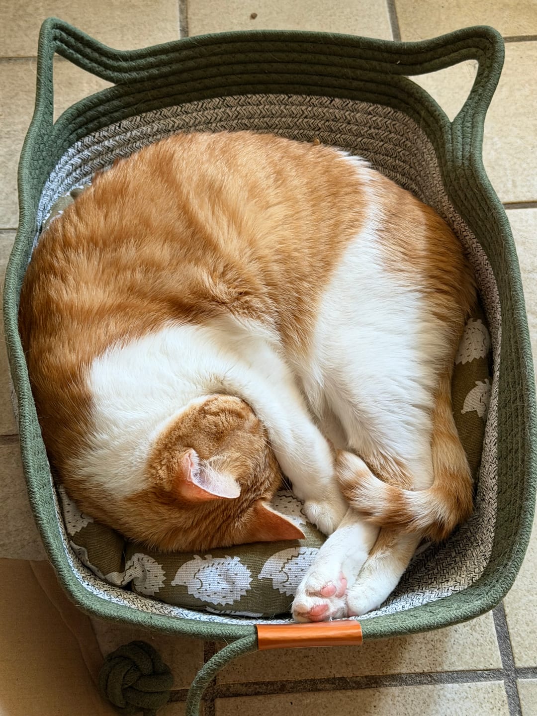Customer photo review of Instinct Basket | Meet the first research-backed natural territory for indoor cats