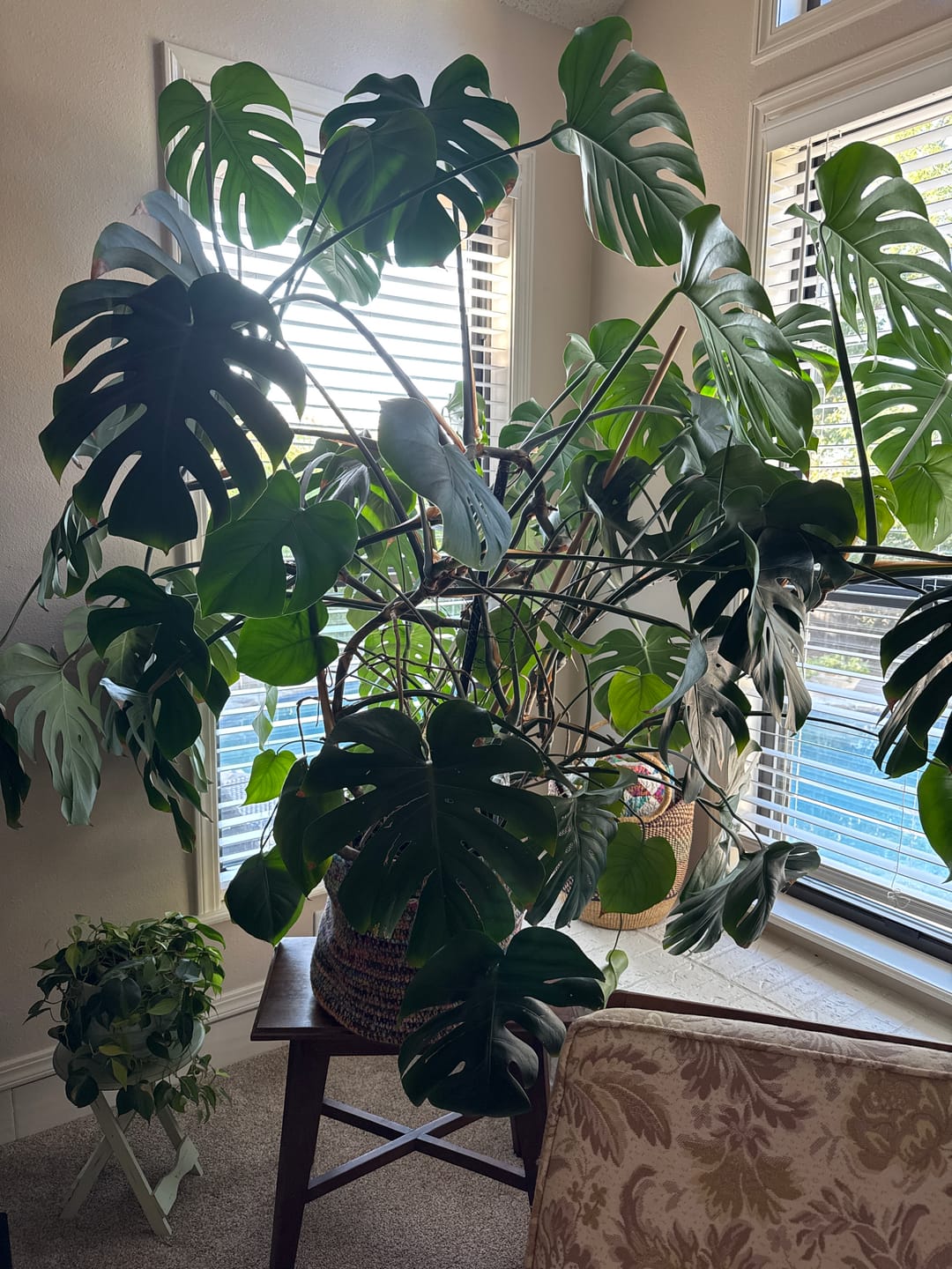 Customer photo review of Happy Happy Houseplant Gift Card