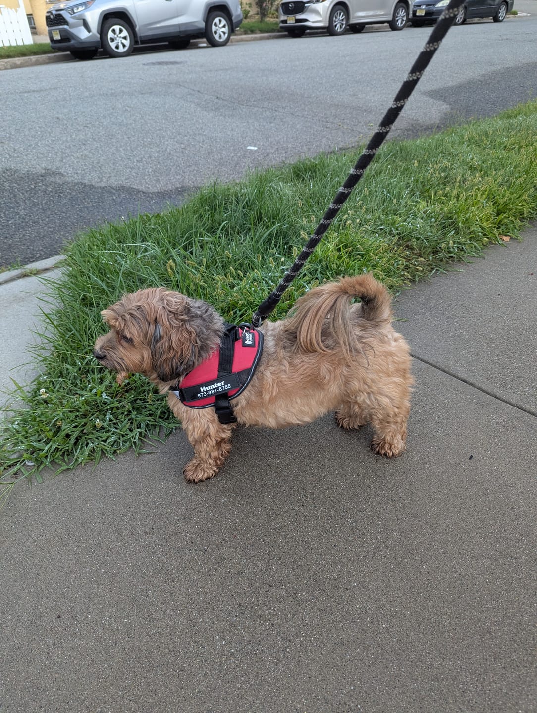 Customer photo review of Dogshood ™ Ergonomic Harness