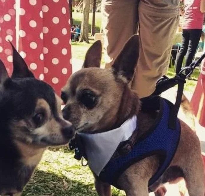 Customer photo review of Pawbooster | Spine & Disc Powder