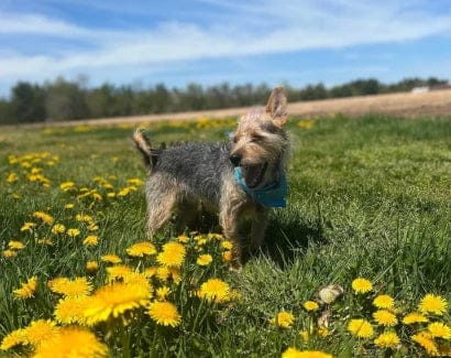 Customer photo review of Pawbooster | Spine & Disc Powder