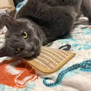 Customer photo review of Sollievo Dallo Stress Giocattolo Masticabile Catnip Organico